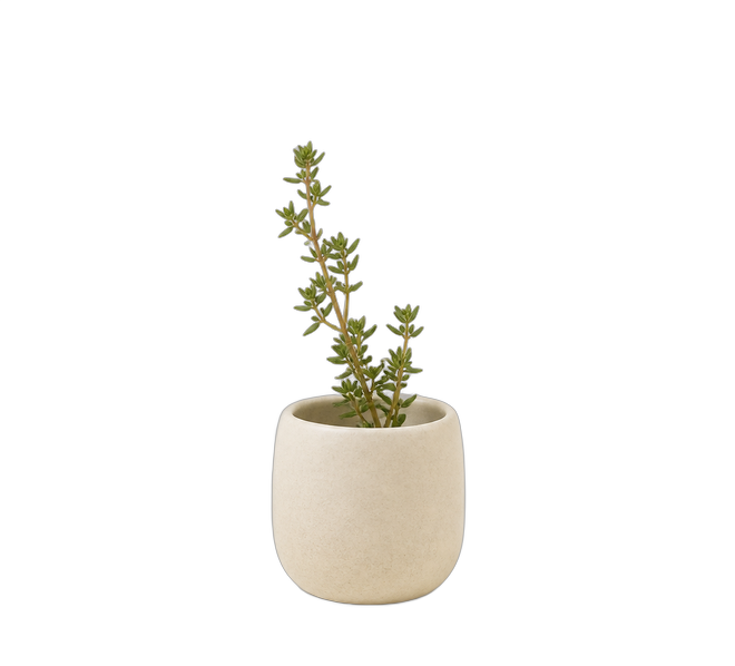 Tazza con timo — Kairos Italia